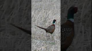 Pheasant in the Canola Stubble nature ringneckedpheasant [upl. by Atram258]