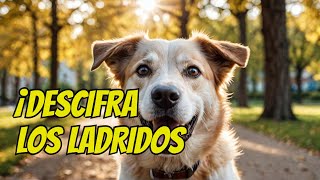 ¿Qué Significan Realmente los Ladridos de tu Perro [upl. by Cj160]