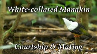 Whitecollared Manakin Manacus candei  Courtship dance and mating [upl. by Bobby298]