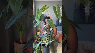 A Philodendron Billietiae update it’s HUGE plants [upl. by Somerville95]