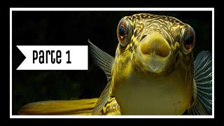 Los 15 MEJORES peces GLOBO de agua DULCE que NECESITAS conocer Parte 1 [upl. by Annabela]