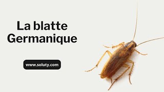 La Blatte Germanique Blattella germanica Ce Cafard que lon Retrouve dans les Cuisines [upl. by Gibrian]