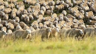 41 anos de Texel  Cabanhas Santa Orfila Novo São João e Cambará TEASER [upl. by Valeria]