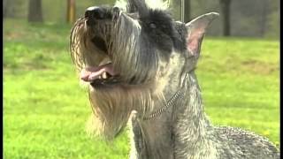 Standard Schnauzer  AKC Dog Breed Series [upl. by Arraeit]