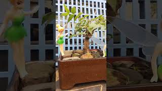 Lanete bonsai [upl. by Rediah]