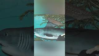 Ancient Sharks The Stethacanthus fish [upl. by Traggat]