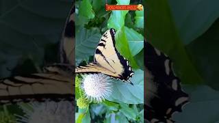 Discover the TwoTailed Swallowtail Natures Majestic Wonder [upl. by Irreg]