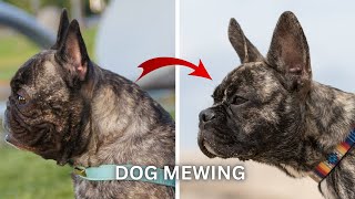 Dog Mewing 🤫🧏🏻‍♂️ [upl. by Inaej]