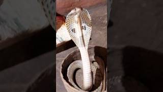 🐍Nagin dancing videoshortsfeedsnaketrendingcobraviralvideo [upl. by Ammann740]