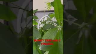 MONEY TREE PLANTS with 7 FINGERS [upl. by Yednil137]