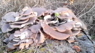 Pecurka bukovaca Pleurotus ostreatus [upl. by Nerwal]