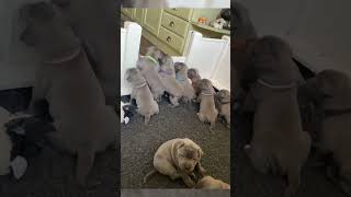 Pitbull puppies crying for mom as she takes a break puppy bullybreed americanpitbulldog dog [upl. by Abagail]