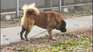 tibetan mastif x caucasian shepherd [upl. by Baruch379]