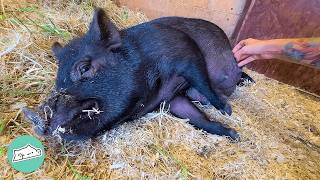 Pregnant Pig Makes A Nest For Her 8 Babies  Cuddle Buddies [upl. by Pettifer275]