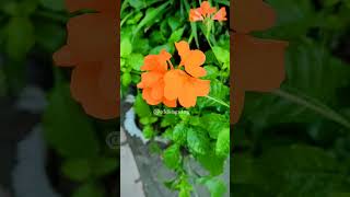 Crossandra Fortuna okkosvlog flowers ytshorts nature [upl. by Stinky868]