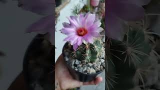 Thelocactus Bicolor cactos suculentas plantas [upl. by Horn]