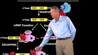 mRNA degradation  Roy Parker BoulderHHMI [upl. by Elbert]