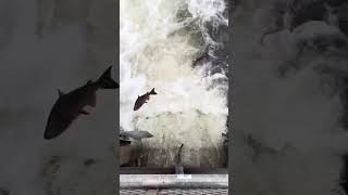 Salmon run at Port Hope Ontario [upl. by Tamma]