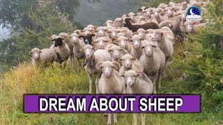 BIBLICAL MEANING OF SHEEP IN DREAM I Evangelist Joshua Dream Dictionary I [upl. by Ronym]