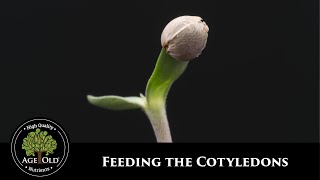 How to the Feed Cotyledons [upl. by Tace]