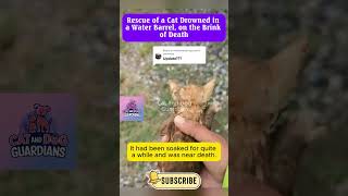 Rescue of a Cat Drowned in a Water Barrel on the Brink of Death CatRescue RescueCat kitten [upl. by Notserc]