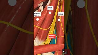 How Scalenes muscles can create Radiating Pain in your Arm [upl. by Costa867]