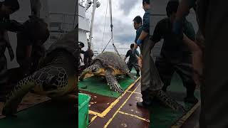 Giant Sea Monsters Caught by Fishermen 🐙🎣GiantSeaCreatures FishingDiscoveries OceanMysteries [upl. by Naillil695]