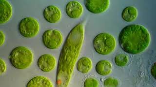 Kehidupan Seni Dalam Air  Chlamydomonas amp Euglena Viridis [upl. by Saxena578]