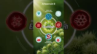 Arteannuin B🌱 Kennst du diesen Inhaltsstoff🤔artemisiaannua artemisinin arteannuinb [upl. by Glenn]