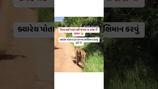 ઉંમર થઈ ગયા પછી જંગલ ના રાજા ની હાલત😳 shortsfeed knowledge [upl. by Taddeusz430]