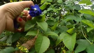 Wife in rural area in Philippines make a flower for tea [upl. by Eldnek]