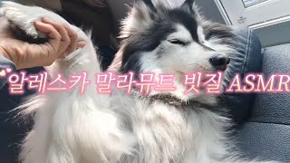 Alaskan Malamute Dog Grooming ASMR [upl. by Yecnuahc471]