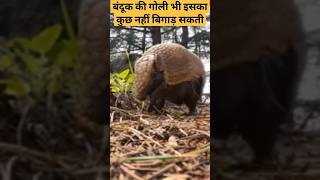 बंदूक की गोली भी इसका कुछ नहीं बिगाड़ सकती  Armadillo shorts ytshorts [upl. by Eenel]