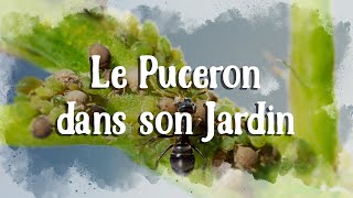 Comment se débarasser des pucerons dans la serre et au jardin naturellement [upl. by Anilrahc609]