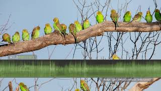 Budgie Sounds The calls of wild budgerigars parakeets in outback Australia [upl. by Mickie]