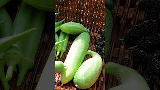 Harvesting Cucumbers Cucumis sativus  Pipino plants vines fruit garden [upl. by Vinson]