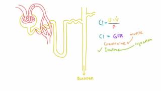 Inulin and PAH and their use in measuring GFR and RPF [upl. by Alexine]