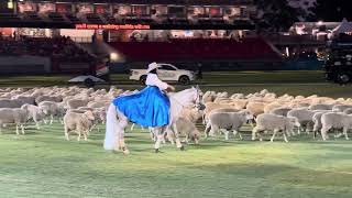 Sydney Royal Easter Show 2024 Day 4  Night Waltzing Matilda Murray Wilkinson and His Dogs [upl. by Halak]