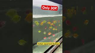 Mollies fish only 30₹kadapa birds fishstore fishtank mollies mollybaby mollyfarm shortsfeed [upl. by Hartman]