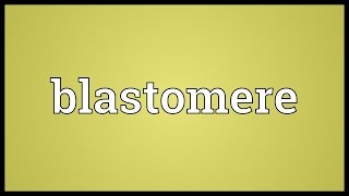 Blastomere Meaning [upl. by Stafford]