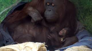 WeekOld Orangutan Baby Snuggles And Plays With New Mom Kitra [upl. by Leicester]