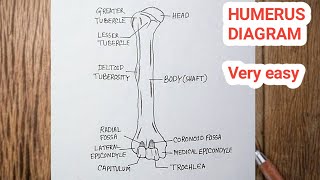 How To Draw Humerus Bone  Humerus Diagram Easy [upl. by Domash]