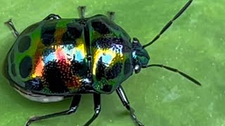 Today I went into the rainforest and saw a beetle with very beautiful colors [upl. by Aihtniroc353]