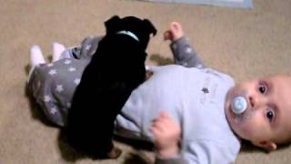 Priceless Yorkie Puppy Puppies Playing with newborn baby [upl. by Fonz62]