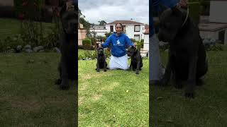 CACHORRAS CANE CORSO [upl. by Sinaj]