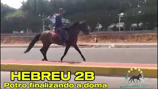 HEBREU 2Bmangalargamachadormangalargadobrasilmangalargadeeliteviralvideo [upl. by Asiluy]