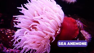 Sea Anemone Unveiling the Mysteries of the Ocean Floor [upl. by Aneetsirhc587]