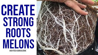 Create Strong Roots For Melons  Growing Melons [upl. by Feeley328]