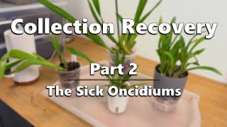 Orchid Collection Recovery  Part 2 The Sick Oncidiums [upl. by Corri]