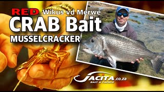 RED Crab Bait for Musselcracker by Wikus vd Merwe JACITA Bait amp Tackle [upl. by Maggie]